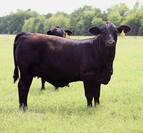 Two black cows in a field.