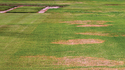 A large grassy area with healthy, green grass on the left and large dead areas on the right.