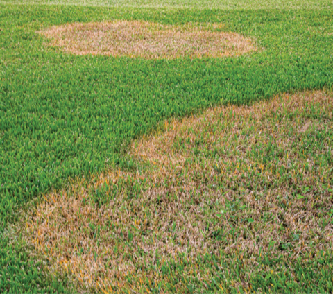 A grassy area with large, circular patches of dead or dying grass.