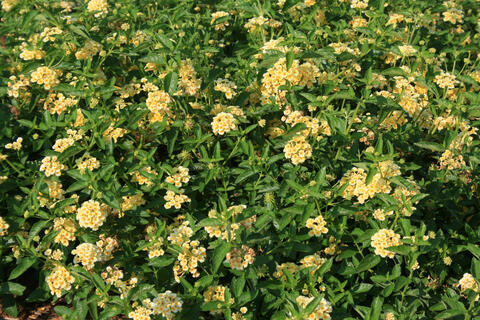 A mound of yellow-flowered lantanas.