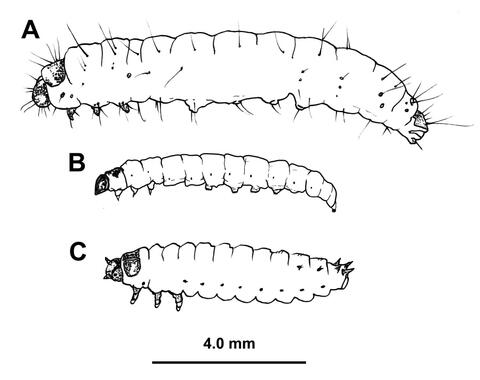 Illustration of mature greater wax moth, lesser wax moth, and small hive beetle larvae. The greater is longer and thicker than the other two. The lesser is thinner but about the same length as the small hive beetle, which is very thick.