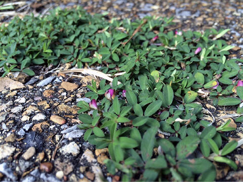 A green, leafy plant growing across the ground with purple flowers in bloom. 