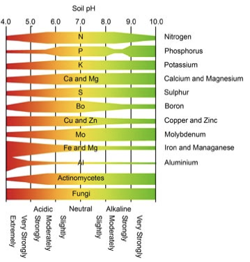 Soil pH affects nutrients available for plant growth and nutritive value. Soil pH also influences the activity of beneficial microorganisms, which play a crucial role in nutrient cycling and organic matter decomposition. In highly acidic soils, aluminum, manganese, and zinc can become more available and more toxic to plants, especially the root system, while calcium, phosphorus, and magnesium are less available to the plant. In highly alkaline soils, phosphorus and most micronutrients such as ir