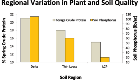 Regional variation in plant and soil quality: Delta, 21% spring crude protein, 21.5 lb/ac soil phosphorus; thin loess, 18% spring crude protein, 16 lb/ac soil phosphorus; lower coastal plain, 15% spring crude protein, 11 lb/ac soil phosphorus.