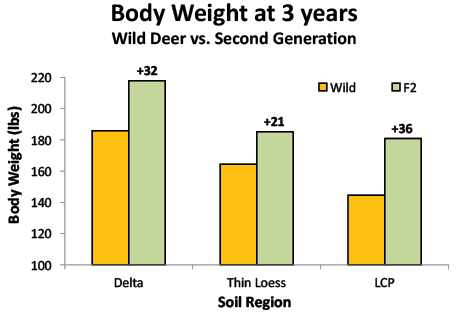 Comparison of body weight at 3 years of wild deer versus second generation. In the Delta, second-generation deer were about 32 pounds heavier than wild; in the thin loess region, second-generation deer were about 21 pounds heavier than wild; and in the lower coastal plain, second-generation deer were about 36 pounds heavier than wild deer. 