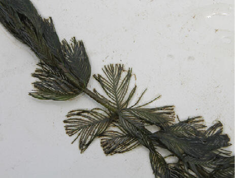 A stem with many feather-like leaves.