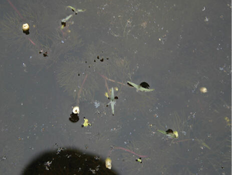 A single white bloom with a yellow center grows from a thick green stem surrounded by blades of fanwort.
