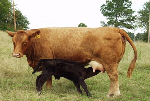 A calf drinks from its mother. 