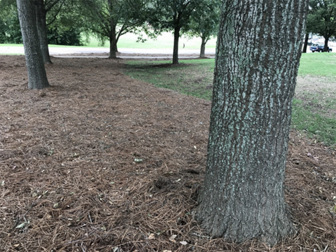 Trees with pine straw mulch at their bases.