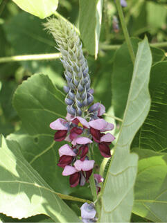 A cluster of violet and purplish-red, pea-sized flowers is surrounded by green leaves.