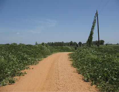 A red dirt road is surrounded by lush kudzu vines. Kudzu also climbs an electrical line to the top of a light pole.