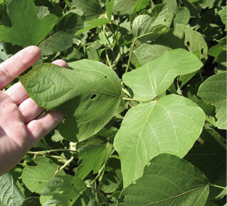 Closeup of green, oval- and heart-shaped leaflets. A hand holds one of the leaves.