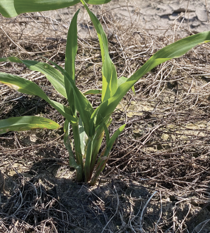 A corn plant produces lateral shoots from the stem's base.