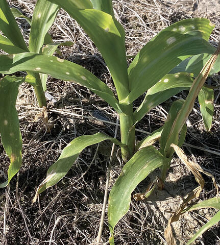 A corn plant with spotted leaves and a few dry, brown leaves.