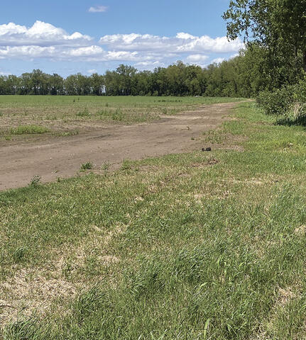 A grassy area between a field and line of trees.