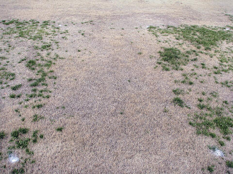 Aerial view of mostly brown grass with a few green patches on the far left and right sides.