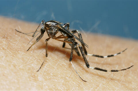 A mosquito is on human skin.