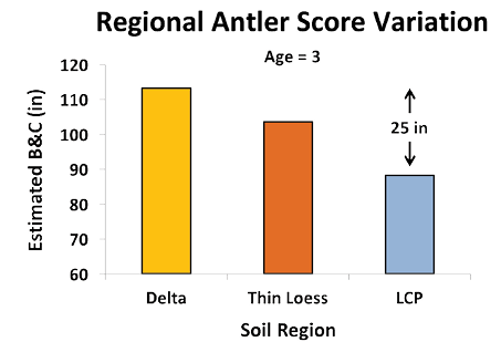Regional B&amp;C antler score (at age 3) variation: Delta, about 113 inches; thin loess, about 105 inches; lower coastal plain, about 90 inches. The difference between Delta and lower coastal plain deer is 25 inches.