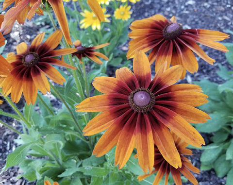 Flowers with orange petals that change to dark red toward the center cones.