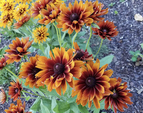 Flowers with orange petals that change to brownish-red toward the center cones.