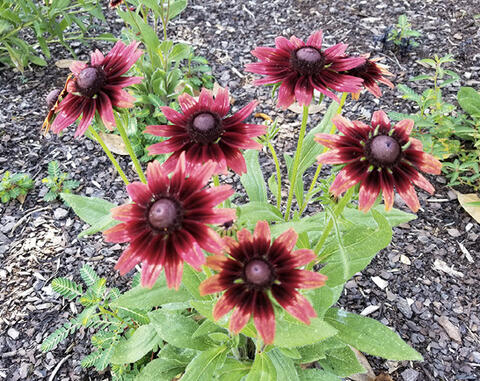 Flowers with pini-red petals that change to crimson toward the center cones.
