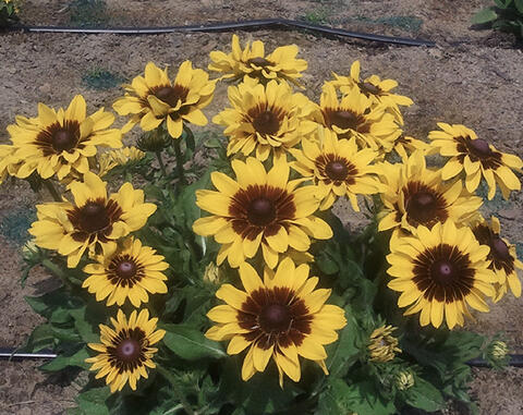 Flowers with yellow petals that change to mahogany red toward the center cones.