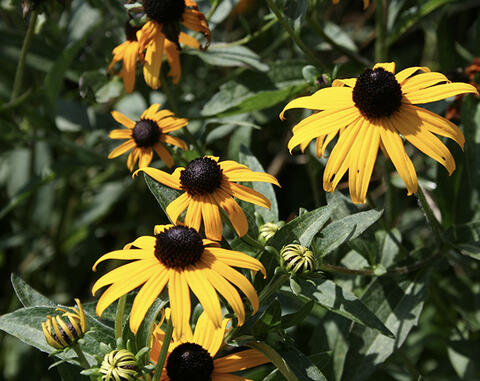 Several flowers with golden yellow petals and round, brown center cones.