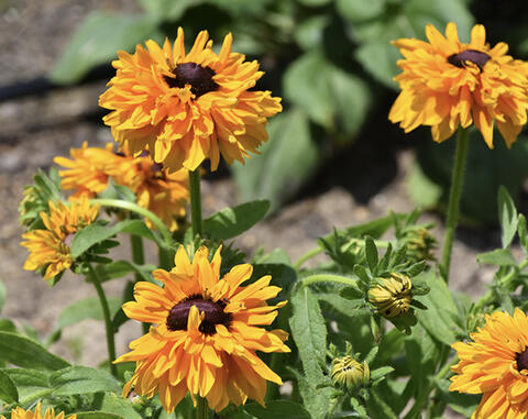 Several flowers with many golden yellow petals and dark brown center cones.