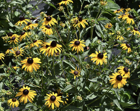 A large bunch of flowers with bright yellow petals and round, brown centers.