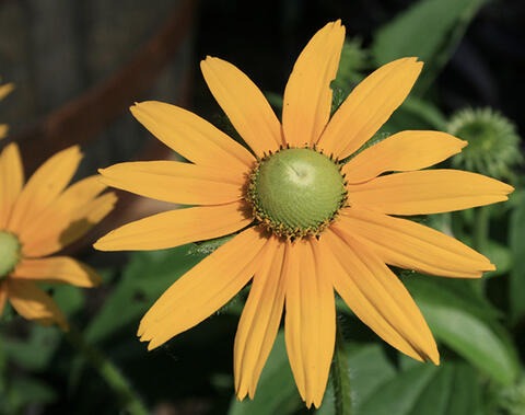 A single flower with yellow-gold petals and a bright green center cone.
