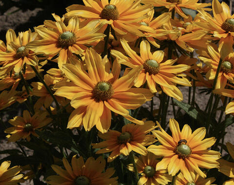 Flowers with bright yellow petals that change to orange toward the green center cones.
