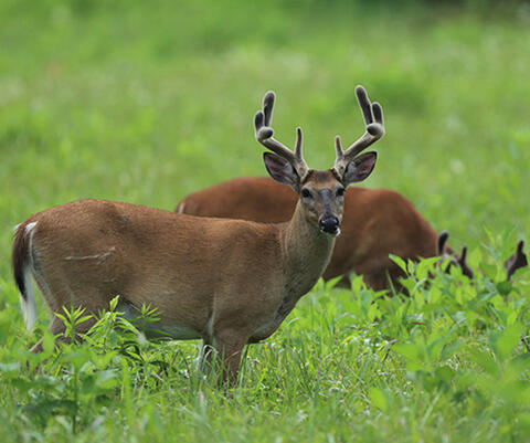 Two bucks with velvety antlers graze in a field. 