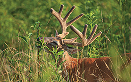 A deer with large antlers grazes on tall grass. The text &quot;The effects of nutrition last a deer's lifetime—and longer&quot; is on the photo. 