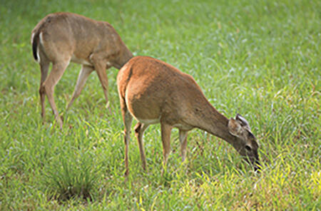 A pregnant doe and another deer graze in a field. The text &quot;Good nutrition for bucks starts with their mothers&quot; is on the photo.