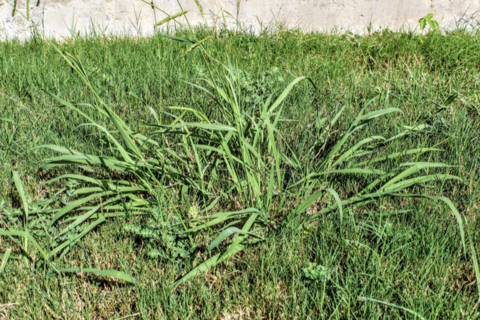 Crabgrass