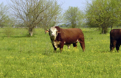 A large bull stands in a pasture.