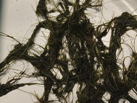 A person holds a up a flat metal tool with spikerush stems and debris hanging from it.
