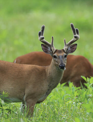 A deer with large, velvety antlers stands in a grassy field. Photo by Steve Gulledge.