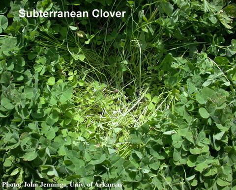Subterranean clover described in text.