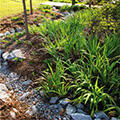 dry swale drainage