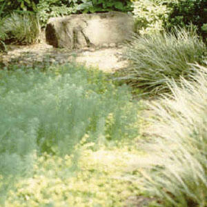 Sunlight dappled groundcover