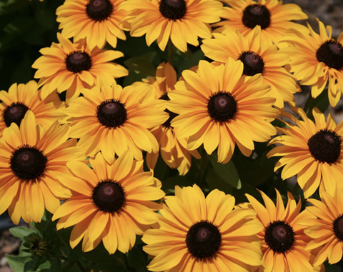 A bunch of flowers with many orange-gold petals and dark brown cones.