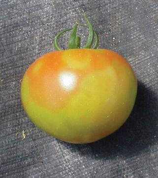 Tomato with uneven ripening