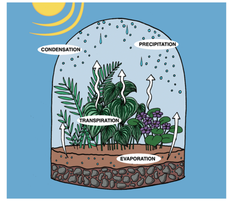 Terrariums give a window into the water cycle. Water evaporates from the soil up to the top of the terrarium, where it condensates and then falls as precipitation. While some water evaporates from the soil, the rest is taken up by plant roots and exits the plant through transpiration.