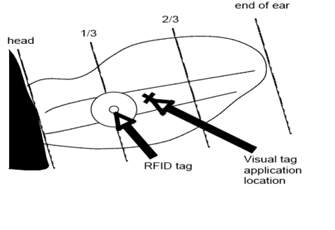 A diagram of a calf's ear instructing ear tags to be placed 1/3 of the ear's length away from the head. 