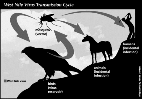 Graphic showing a mosquito transmitting WNV to a bird, which acts as a reservoir, leading to incidental infections in animals and humans.