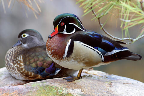 Two wood ducks are perched on a surface in the woods.