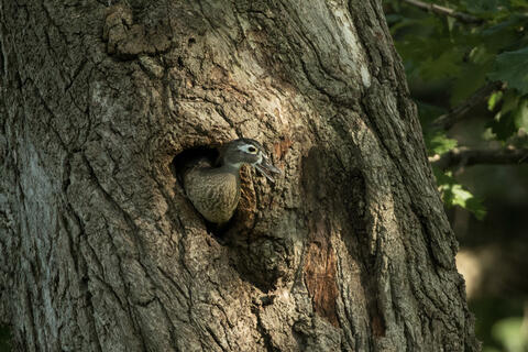 A wood duck peeks out from a hole in the bark of a tree.