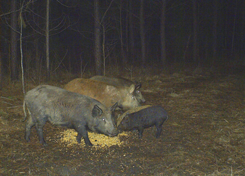 Wild pigs eating deer feed from the ground.