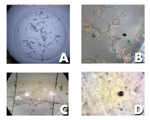 a: Microfibers look like very long hair-like strands. b: Two small green microfragments look like small green stones. c: A segment of microfilm is clear with sharp, rough edges. d: Microbeads resemble beads that would typically be used in jewelry and other goods.